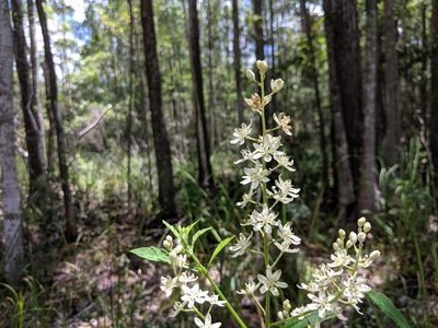 Melanthium virginicum, photographed by Scott Allen Davis