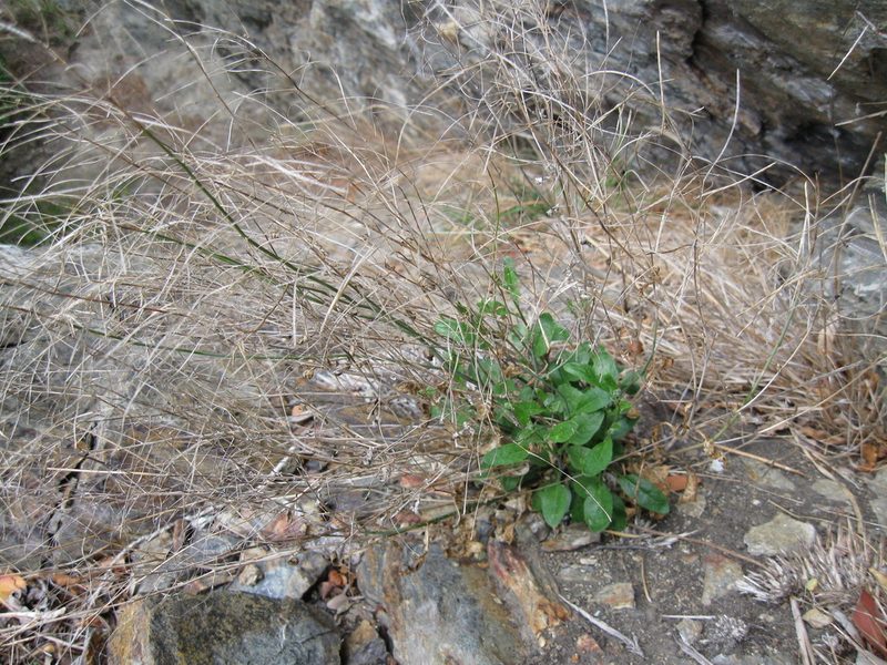 Pachycladon cheesemanii, photographed by John Barkla