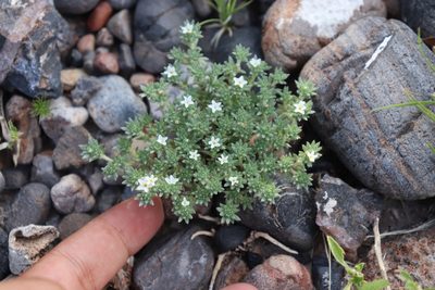 Euploca confertifolia, photographed by alejandrozab