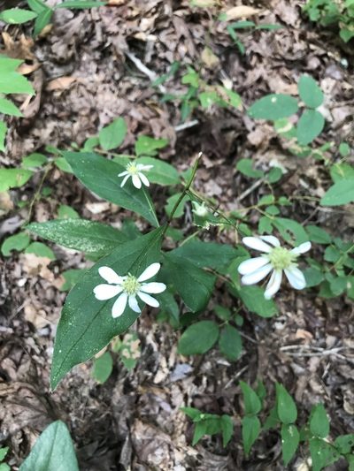 Doellingeria infirma, photographed by Carol Ann McCormick