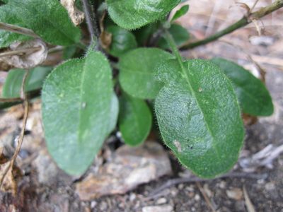Pachycladon cheesemanii, photographed by John Barkla