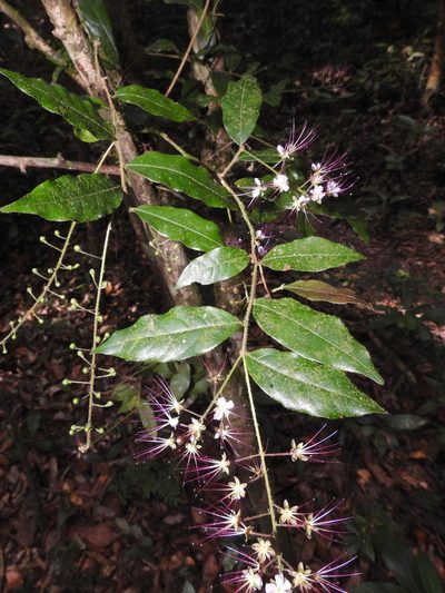 Hirtella racemosa, photographed by alejandrozab