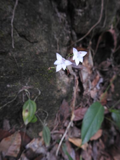 Cranichis ciliilabia, photographed by alejandrozab