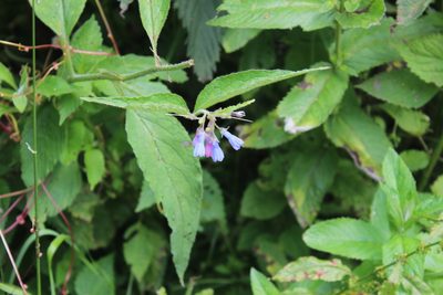 Symphytum asperum, photographed by Dmitriy Bochkov