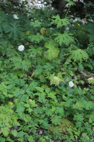 Knautia involucrata, photographed by Dmitriy Bochkov
