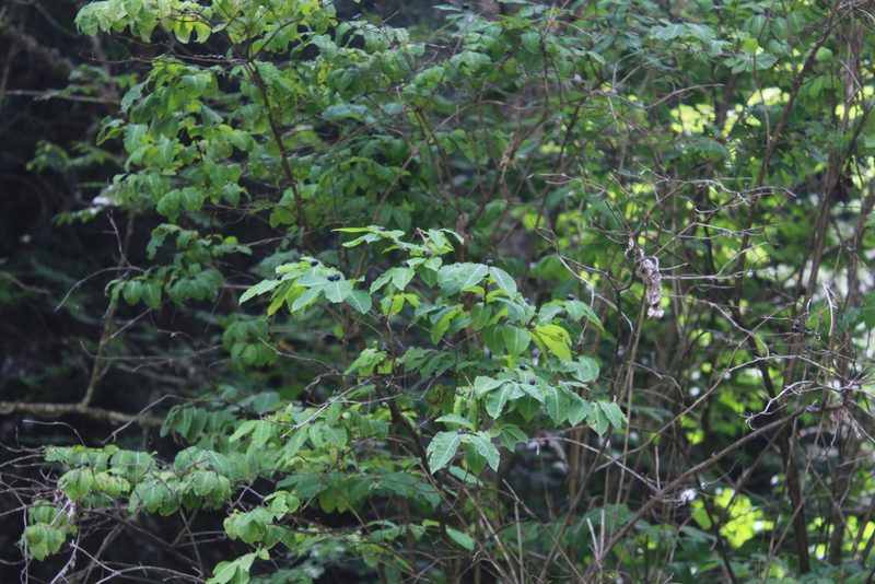 Lonicera caucasica, photographed by Dmitriy Bochkov