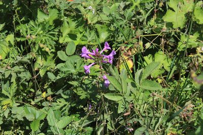 Betonica macrantha, photographed by Dmitriy Bochkov