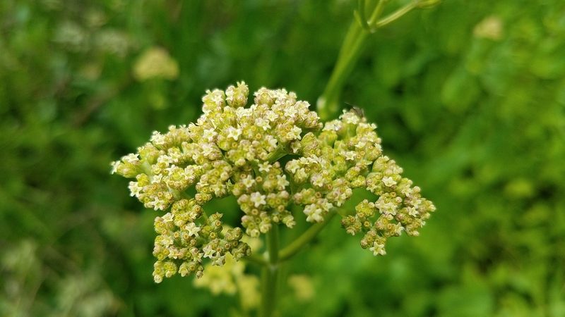 Psacalium silphiifolium, photographed by Alan Rockefeller