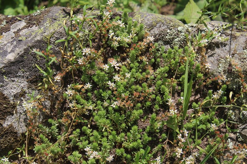 Sedum gracile, photographed by Dmitriy Bochkov