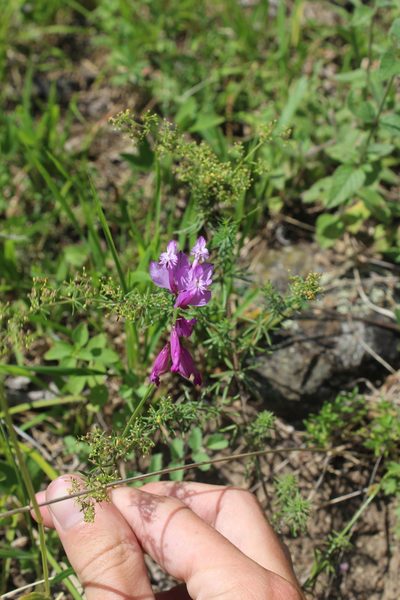 Polygala anatolica, photographed by Dmitriy Bochkov