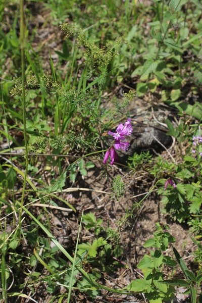 Polygala anatolica, photographed by Dmitriy Bochkov
