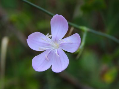 Dianthus ciliatus, photographed by Emanuele Santarelli