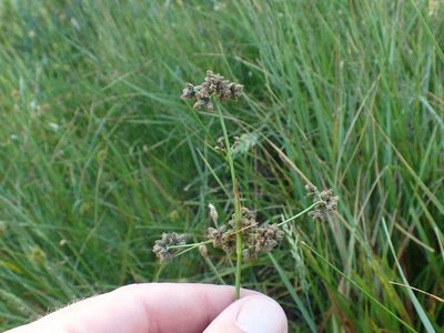 Scirpus congdonii, photographed by rockybajada