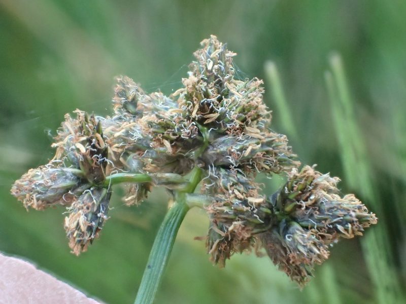 Scirpus congdonii, photographed by rockybajada