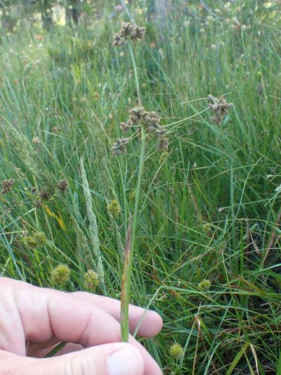 Scirpus congdonii, photographed by rockybajada