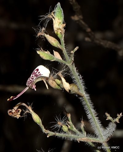 Hypoestes lasioclada, photographed by Romer N. Rabarijaona