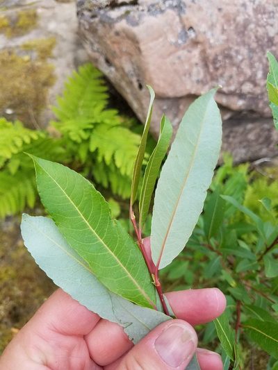 Salix myricoides, photographed by Sarah Johnson