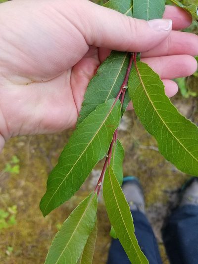 Salix myricoides, photographed by Sarah Johnson