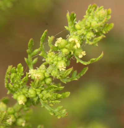 Dysphania multifida, photographed by Scott Loarie
