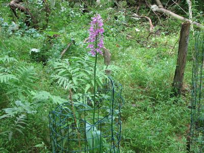 Platanthera peramoena, photographed by Chris Hoess