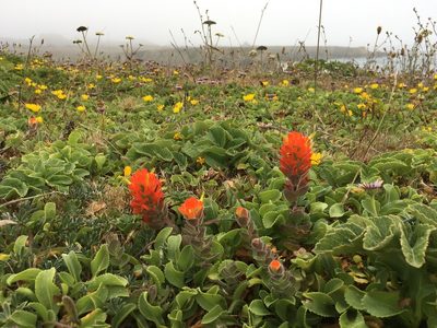 Castilleja mendocinensis, photographed by Ryan Elliott