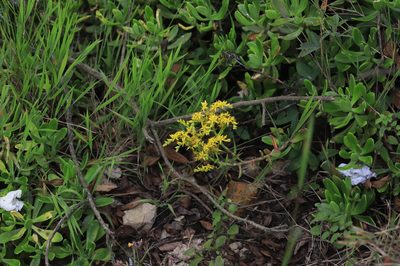 Sedum praealtum, photographed by Steven Bodzin