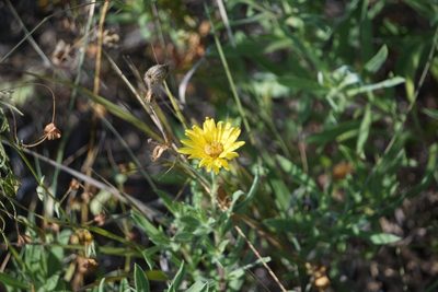 Heterotheca camporum, photographed by Mike B