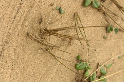 Poa douglasii, photographed by Scott Loarie