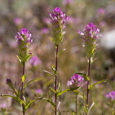 Orthocarpus cuspidatus, photographed by Ken-ichi Ueda
