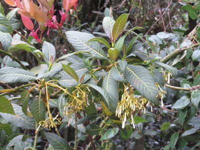 Palicourea paniculata, photographed by Juan Carlos Caicedo Hernández
