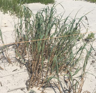 Panicum amarum, photographed by Jessica