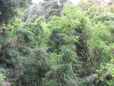 Chusquea scandens, photographed by Juan Carlos Caicedo Hernández