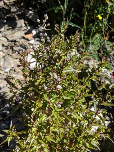 Swertia macrosperma, photographed by Cheng-Te Hsu
