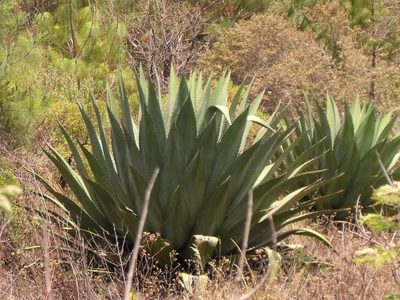 Agave atrovirens, photographed by Tereka Lasso