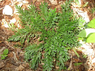 Selaginella convoluta, photographed by Jorge Armín Escalante-Pasos