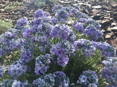 Polemonium eximium, photographed by Brendan Black