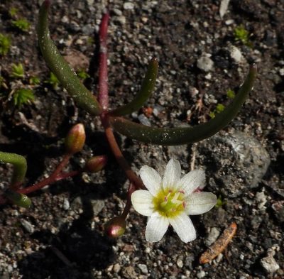 Erocallis triphylla, photographed by desertnaturalist