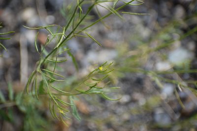 Descurainia sophioides, photographed by Syd Cannings