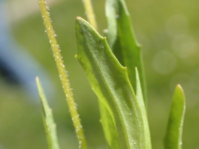 Erythranthe linearifolia, photographed by rockybajada