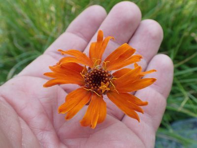 Raillardella pringlei, photographed by rockybajada