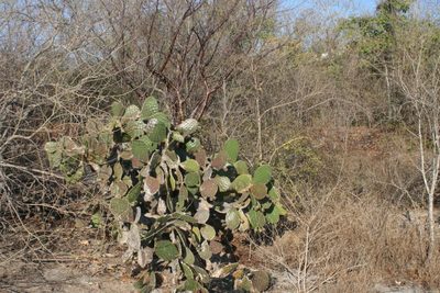 Opuntia bravoana, photographed by Juan Cruzado Cortés