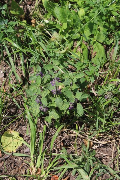 Marrubium leonuroides, photographed by Dmitriy Bochkov