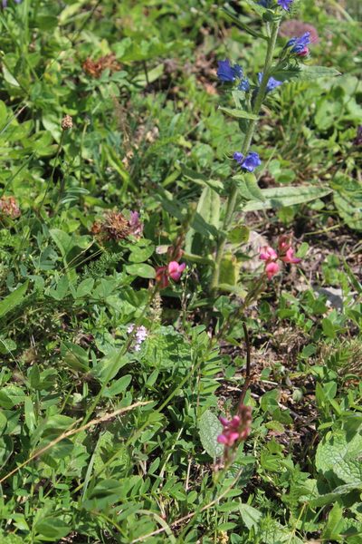 Onobrychis inermis, photographed by Dmitriy Bochkov