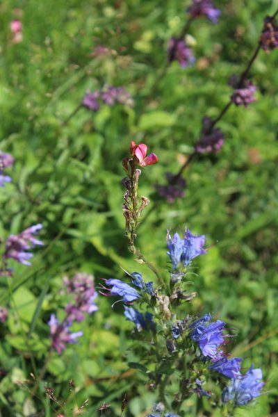 Onobrychis inermis, photographed by Dmitriy Bochkov