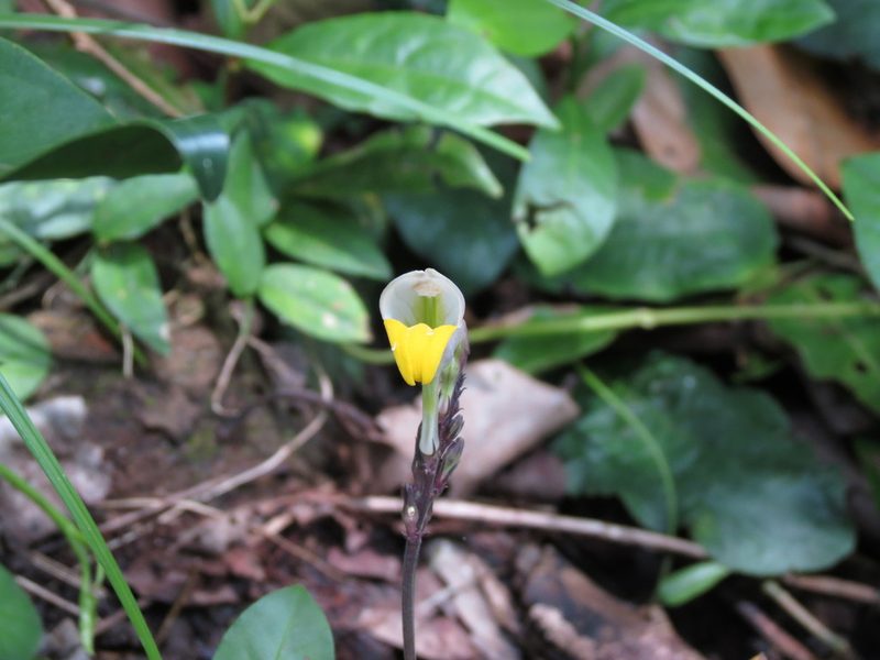 Gymnostachyum febrifugum, photographed by Ajit Ampalakkad