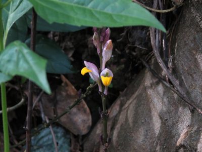 Gymnostachyum febrifugum, photographed by Ajit Ampalakkad