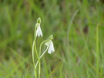 Habenaria longicorniculata, photographed by Ajit Ampalakkad
