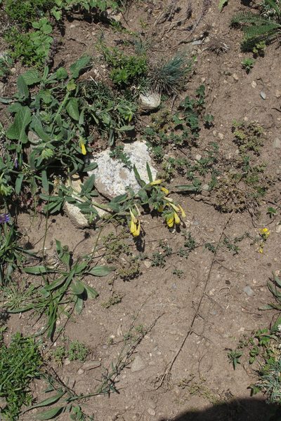 Onosma caucasica, photographed by Dmitriy Bochkov