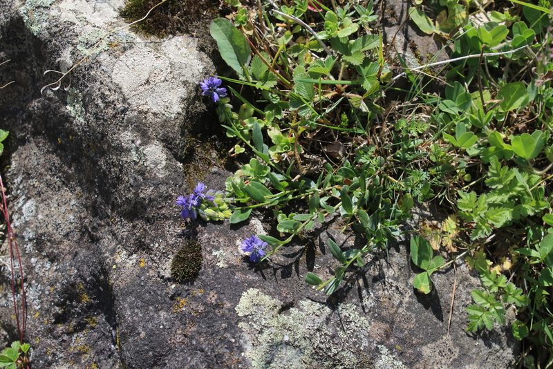 Polygala alpicola, photographed by Dmitriy Bochkov