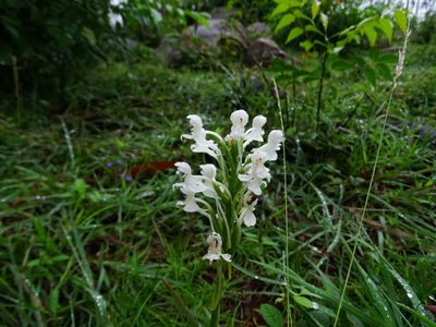 Habenaria roxburghii, photographed by Ajit Ampalakkad